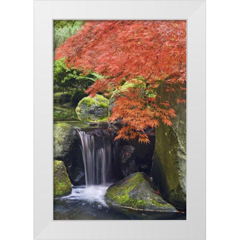 Oregon, Portland Waterfall and Japanese maple White Modern Wood Framed Art Print by Paulson, Don