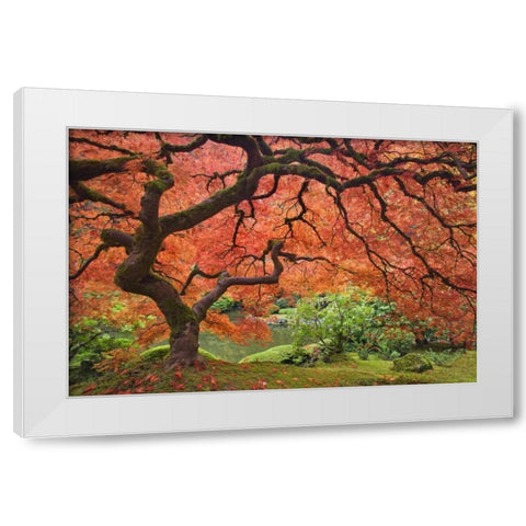 OR, Portland Japanese maple tree next to a pond White Modern Wood Framed Art Print by Paulson, Don
