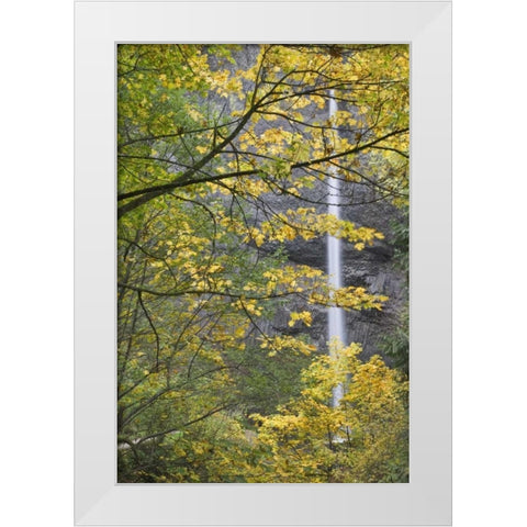 OR, Columbia Gorge Latourell Falls in autumn White Modern Wood Framed Art Print by Paulson, Don