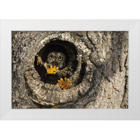 OR, Mosier Screech owl occupies knot hole White Modern Wood Framed Art Print by Paulson, Don