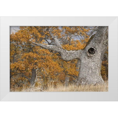Oregon, Mosier Old oak tree with large knot hole White Modern Wood Framed Art Print by Paulson, Don