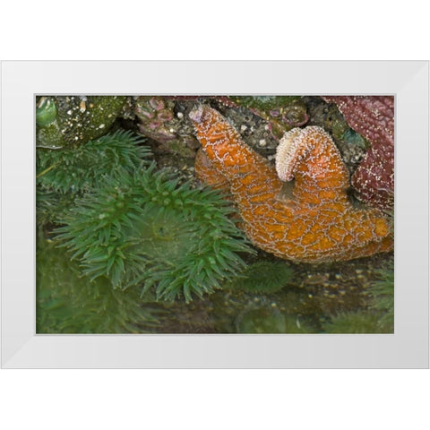 OR, Bandon Beach Sea stars and anemones White Modern Wood Framed Art Print by Illg, Cathy and Gordon