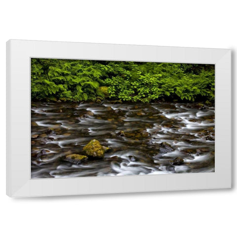 OR, Columbia Gorge Eagle Creek with vegetation White Modern Wood Framed Art Print by Carter, Jean