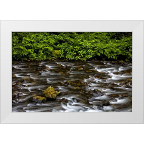 OR, Columbia Gorge Eagle Creek with vegetation White Modern Wood Framed Art Print by Carter, Jean