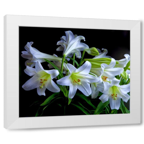 USA, Oregon Close-up of Easter lilies White Modern Wood Framed Art Print by Carter, Jean