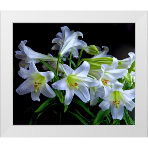 USA, Oregon Close-up of Easter lilies White Modern Wood Framed Art Print by Carter, Jean