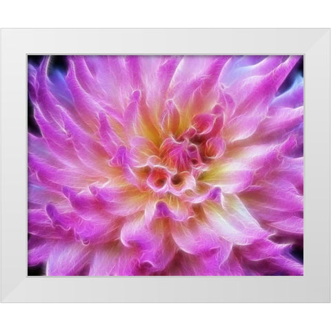 Oregon Abstract of digitally altered pink dahlia White Modern Wood Framed Art Print by Carter, Jean