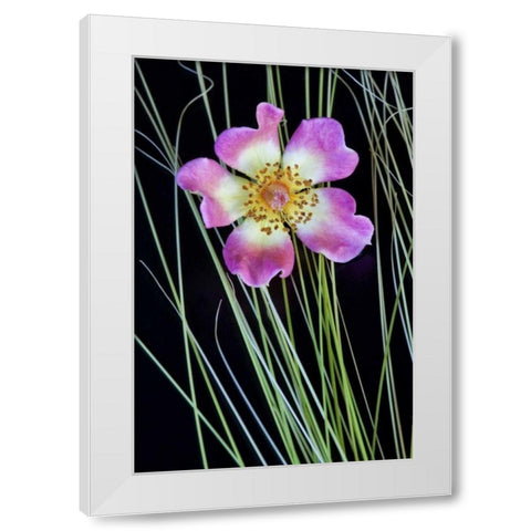 Oregon Close-up of anemone flower with grasses White Modern Wood Framed Art Print by Carter, Jean
