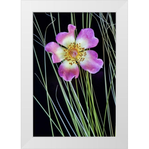 Oregon Close-up of anemone flower with grasses White Modern Wood Framed Art Print by Carter, Jean