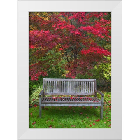 OR Garden bench and Japanese maple tree White Modern Wood Framed Art Print by Carter, Jean