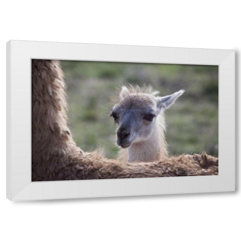 Oregon Captive baby llama and back of mother White Modern Wood Framed Art Print by Carter, Jean