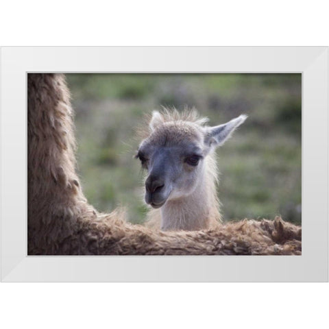 Oregon Captive baby llama and back of mother White Modern Wood Framed Art Print by Carter, Jean