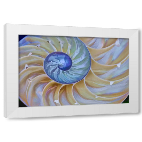 Oregon Chambered nautilus cut in half White Modern Wood Framed Art Print by Carter, Jean
