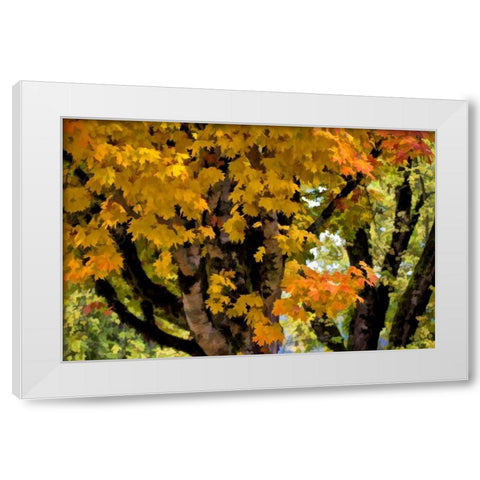 OR, Scottsburg Maple tree in Scottsburg Co Park White Modern Wood Framed Art Print by Carter, Jean