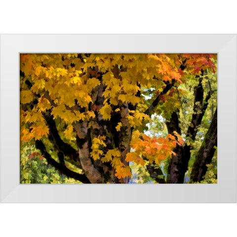 OR, Scottsburg Maple tree in Scottsburg Co Park White Modern Wood Framed Art Print by Carter, Jean