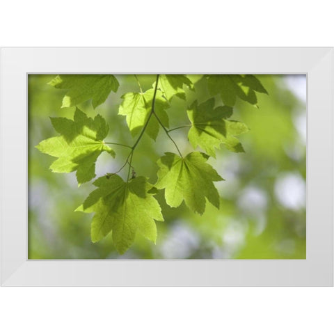 OR, Silverton Vine maple in Silver Falls SP White Modern Wood Framed Art Print by Paulson, Don