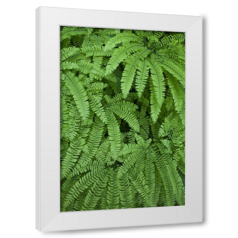 OR Maidenhair ferns in Silver Falls SP White Modern Wood Framed Art Print by Paulson, Don