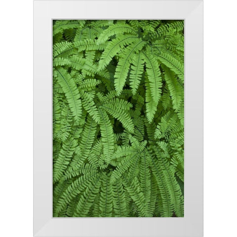 OR Maidenhair ferns in Silver Falls SP White Modern Wood Framed Art Print by Paulson, Don