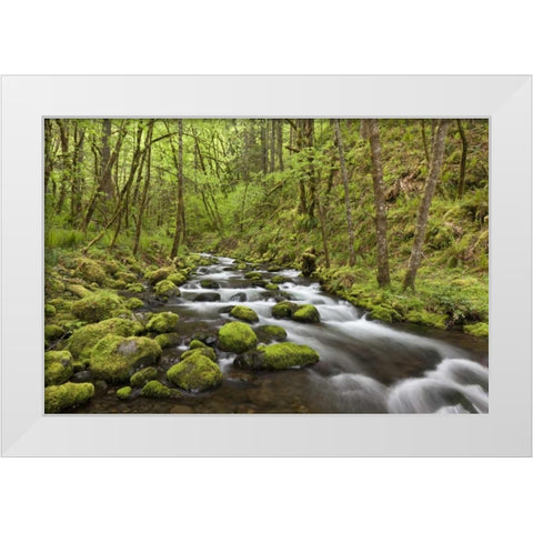 Oregon, Columbia River Gorge Gorton Creek White Modern Wood Framed Art Print by Paulson, Don