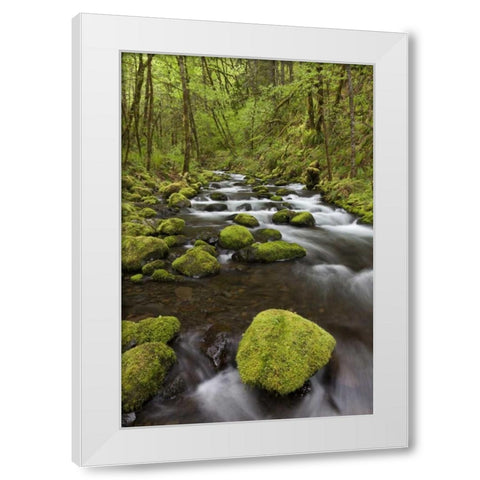 Oregon, Columbia River Gorge Gorton Creek White Modern Wood Framed Art Print by Paulson, Don