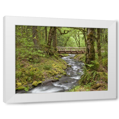OR, Columbia Gorge Wooden bridge over Creek White Modern Wood Framed Art Print by Paulson, Don