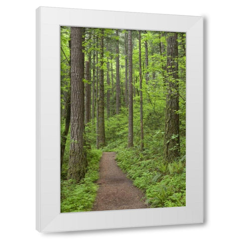 Oregon, Columbia River Gorge Elowah Falls Trail White Modern Wood Framed Art Print by Paulson, Don