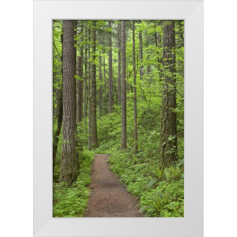 Oregon, Columbia River Gorge Elowah Falls Trail White Modern Wood Framed Art Print by Paulson, Don