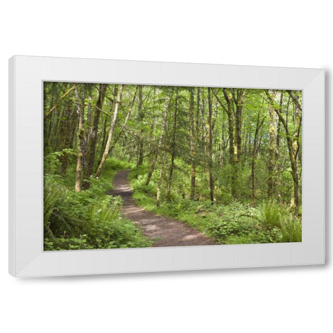Oregon, Columbia River Gorge Elowah Falls Trail White Modern Wood Framed Art Print by Paulson, Don