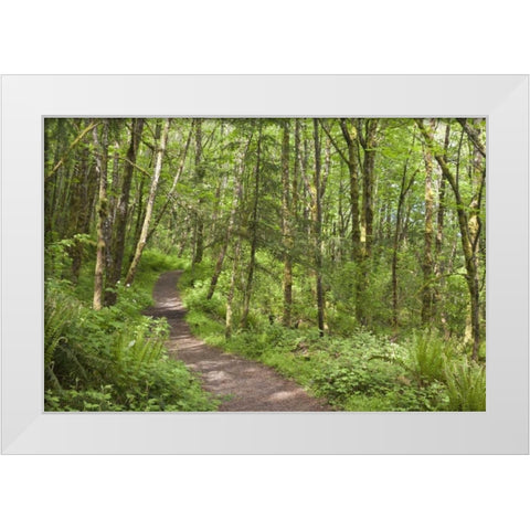 Oregon, Columbia River Gorge Elowah Falls Trail White Modern Wood Framed Art Print by Paulson, Don