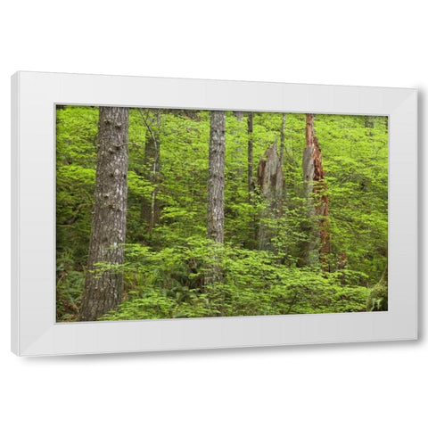 OR, Columbia Gorge Forest from Eagle Creek Trail White Modern Wood Framed Art Print by Paulson, Don