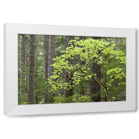 OR, Columbia Gorge Forest from Eagle Creek Trail White Modern Wood Framed Art Print by Paulson, Don