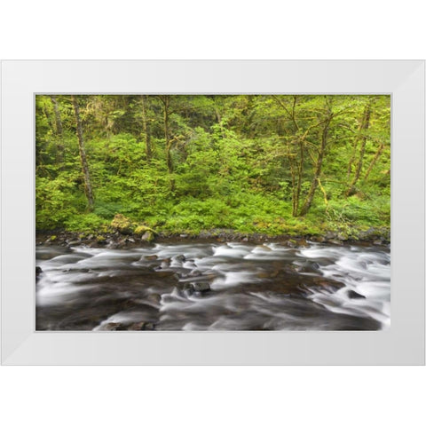 Oregon, Columbia River Gorge Tanner Creek White Modern Wood Framed Art Print by Paulson, Don