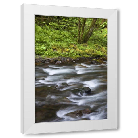 Oregon, Columbia River Gorge Tanner Creek White Modern Wood Framed Art Print by Paulson, Don