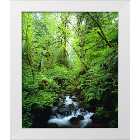 USA, Oregon, A stream in an old-growth forest White Modern Wood Framed Art Print by Talbot Frank, Christopher