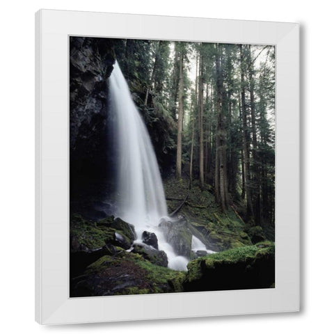 USA, Oregon, A waterfall in an old-growth forest White Modern Wood Framed Art Print by Talbot Frank, Christopher