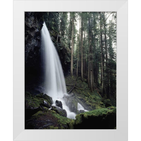 USA, Oregon, A waterfall in an old-growth forest White Modern Wood Framed Art Print by Talbot Frank, Christopher
