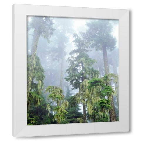OR, Old-growth Douglas Fir tree in the rainforest White Modern Wood Framed Art Print by Talbot Frank, Christopher