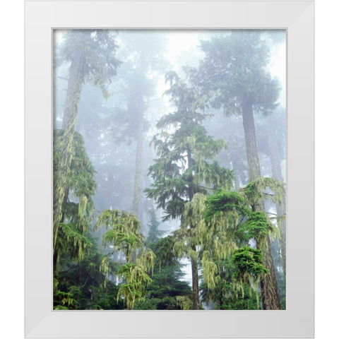 OR, Old-growth Douglas Fir tree in the rainforest White Modern Wood Framed Art Print by Talbot Frank, Christopher