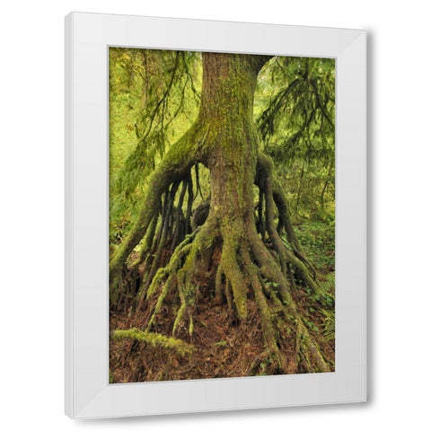 OR, Tryon Creek Cedar growing from nursery stump White Modern Wood Framed Art Print by Terrill, Steve