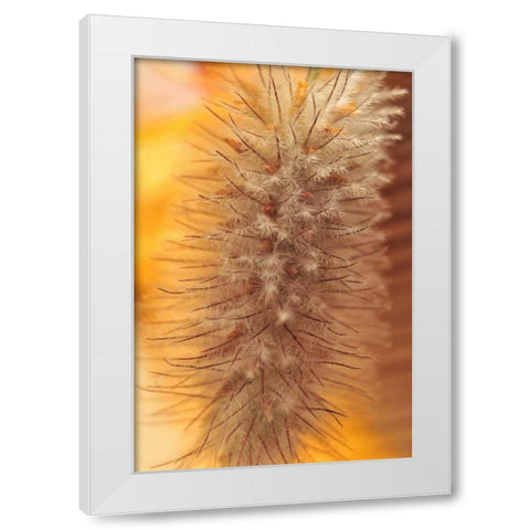 Oregon, Portland Rabbits-foot clover seed White Modern Wood Framed Art Print by Terrill, Steve