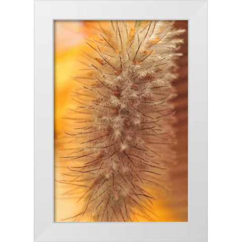 Oregon, Portland Rabbits-foot clover seed White Modern Wood Framed Art Print by Terrill, Steve
