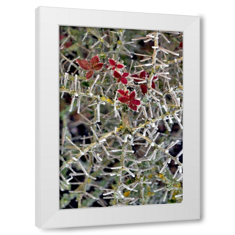 Oregon Close-up of frosted cotoneaster plant White Modern Wood Framed Art Print by Terrill, Steve