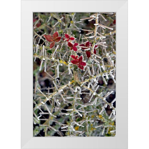 Oregon Close-up of frosted cotoneaster plant White Modern Wood Framed Art Print by Terrill, Steve