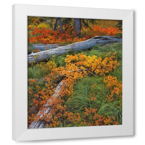 OR, Willamette NF Backcountry meadow in autumn White Modern Wood Framed Art Print by Terrill, Steve