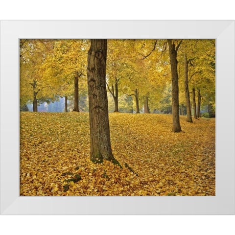 OR, Portland American linden trees in autumn White Modern Wood Framed Art Print by Terrill, Steve