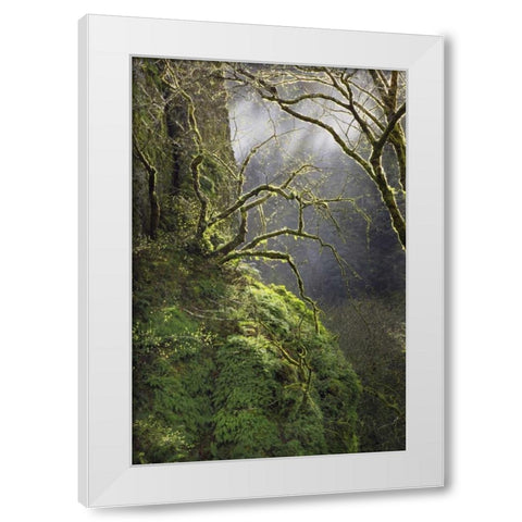 OR, Columbia Gorge NSA Moss-covered maple trees White Modern Wood Framed Art Print by Terrill, Steve