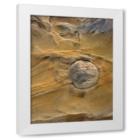OR, Shore Acres SP Round rock in sandstone White Modern Wood Framed Art Print by Terrill, Steve