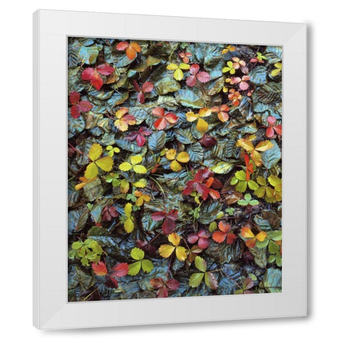 OR, Mt Hood NF Wild strawberry and alder leaves White Modern Wood Framed Art Print by Terrill, Steve