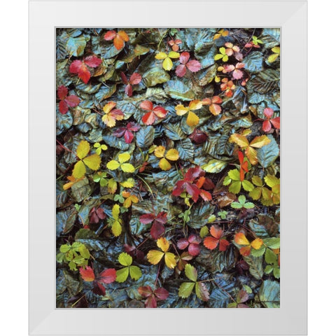 OR, Mt Hood NF Wild strawberry and alder leaves White Modern Wood Framed Art Print by Terrill, Steve