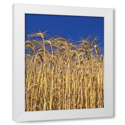 Oregon, Yamhill County Tall wheat stalks White Modern Wood Framed Art Print by Terrill, Steve